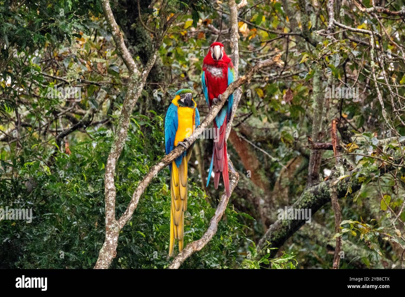 Pappagalli dalla coda lunga arroccati sul ramo di un albero all'interno del santuario Birds of Eden nella baia di Plettenberg, Sudafrica Foto Stock