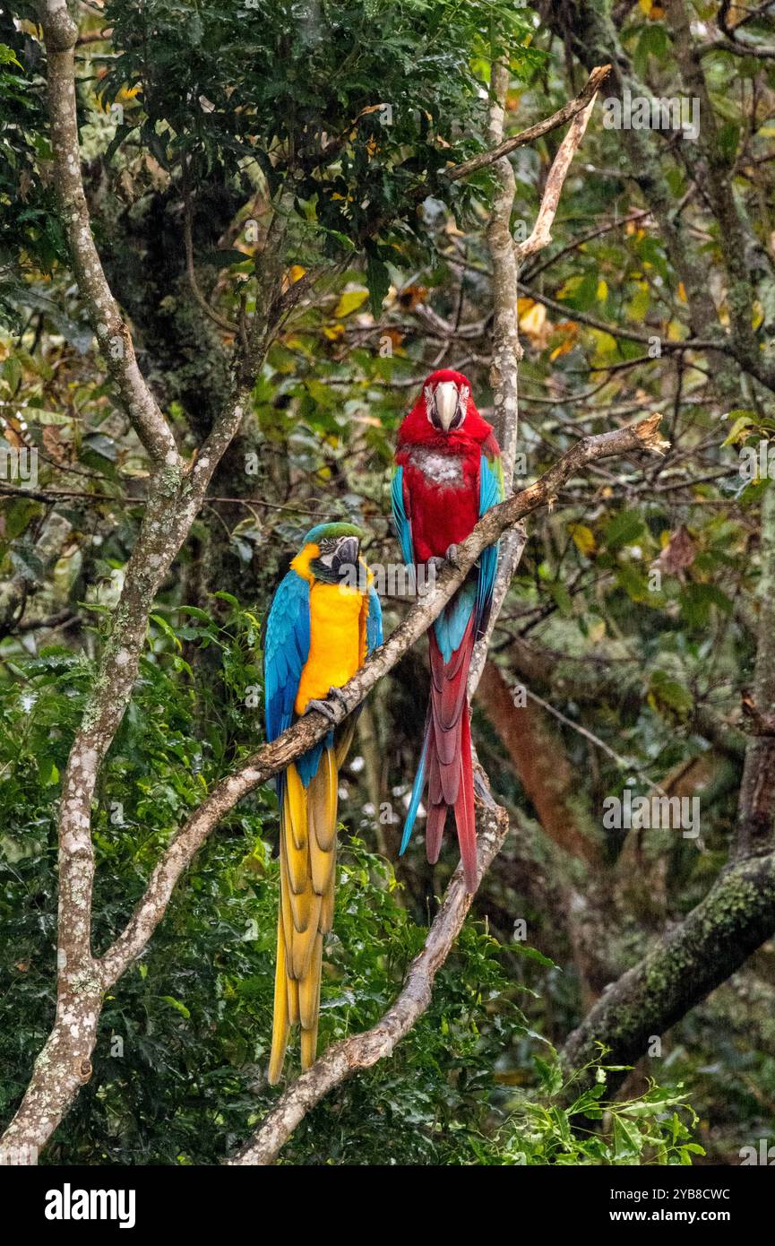 Pappagalli dalla coda lunga arroccati sul ramo di un albero all'interno del santuario Birds of Eden nella baia di Plettenberg, Sudafrica Foto Stock