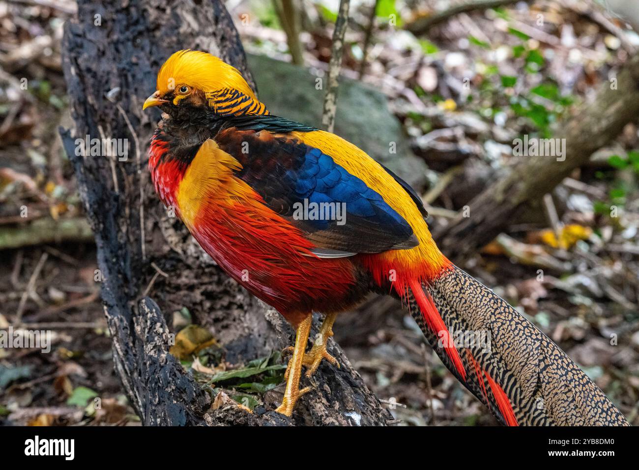 Fagiano dorato all'interno del santuario Birds of Eden nella baia di Plettenberg, in Sudafrica Foto Stock