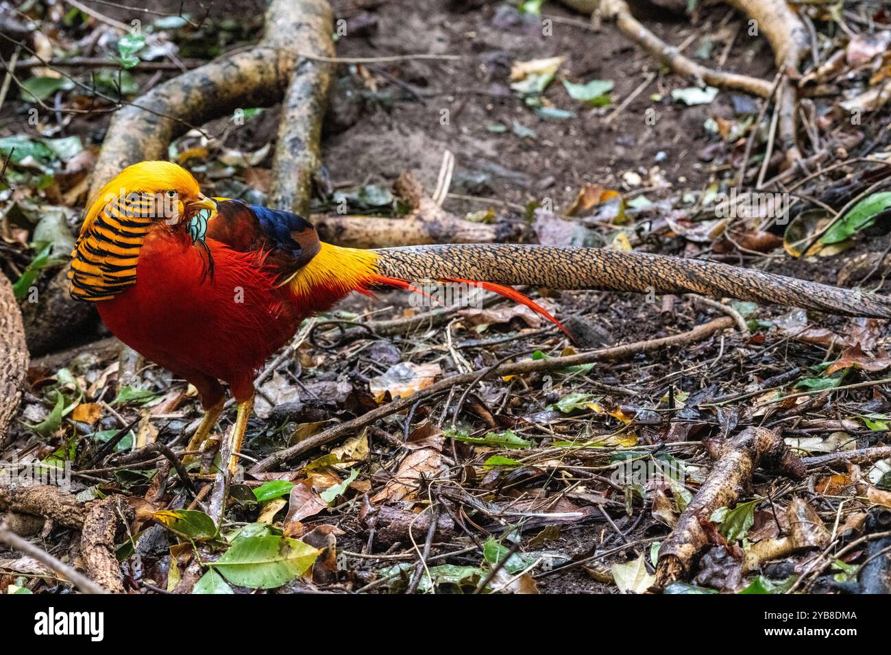 Fagiano dorato all'interno del santuario Birds of Eden nella baia di Plettenberg, in Sudafrica Foto Stock