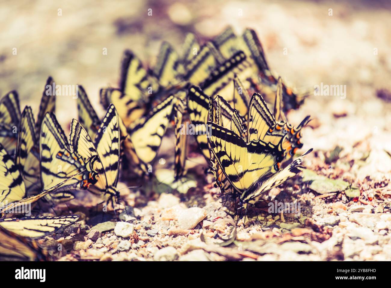 Le graziose farfalle Tiger Swallowtail che pompano a terra in un gruppo Foto Stock