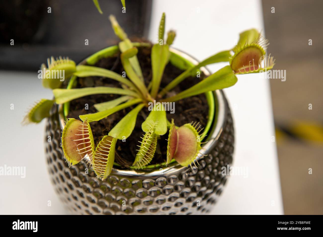 Foto della piccola pianta di trapano di Venere, una pianta carnivora originaria delle zone umide temperate e subtropicali della Carolina del Nord e del South Carol Foto Stock