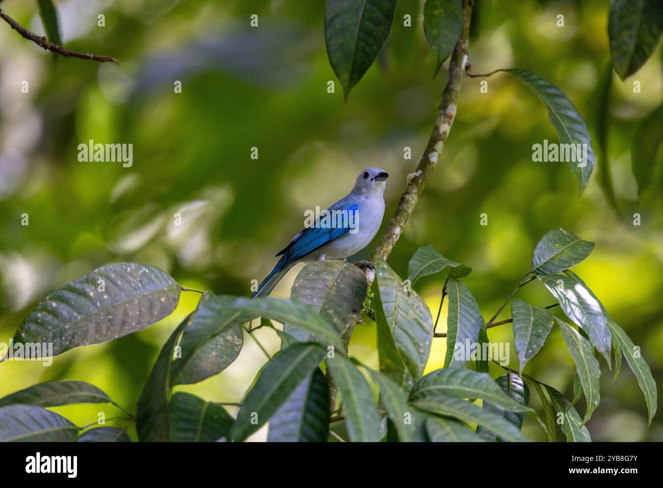 Tanager blu-grigio (Thraupis episcopus) - anche Tanager blu-grigio. In alto in un albero. Costa Rica. Foto Stock