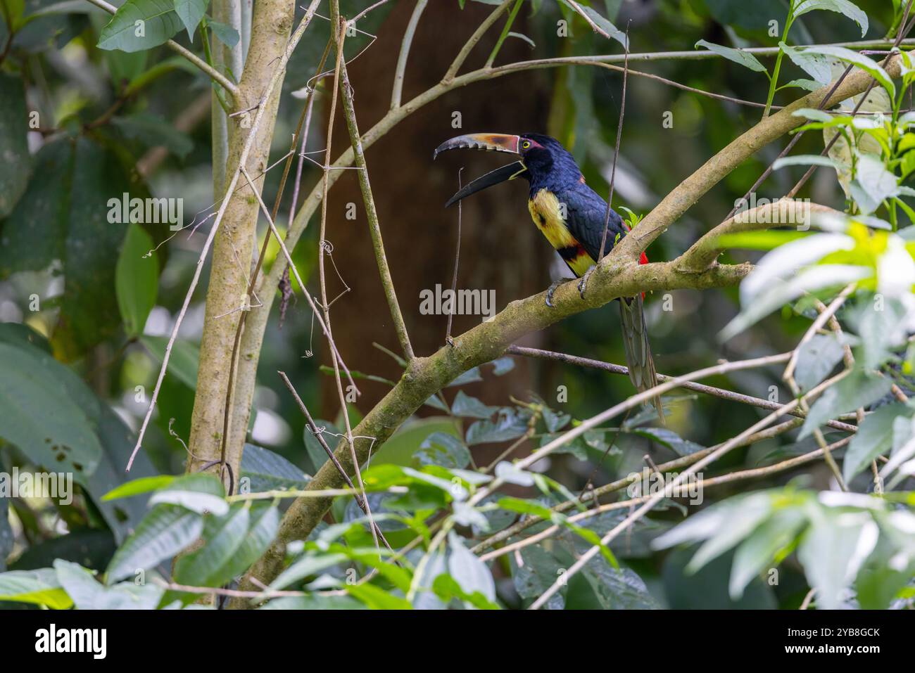 Aracari con colletto o Aracari con colletto (Pteroglossus torquatus). Costa Rica Foto Stock