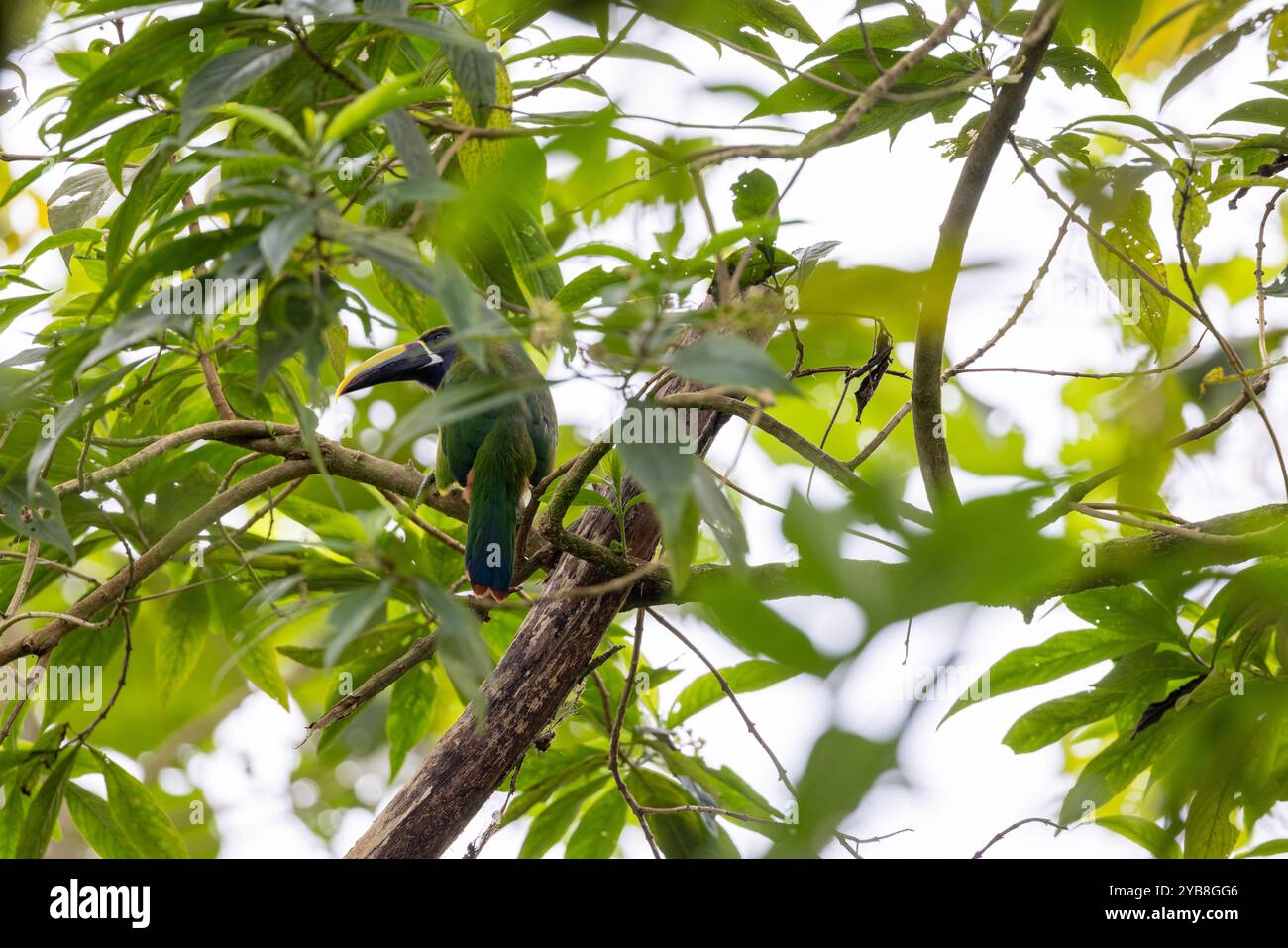 Smeraldo settentrionale Toucanet (Aulacorhynchus prasinus). Buena Vista, provincia di Alajuela, negli altopiani della Costa Rica. Foto Stock