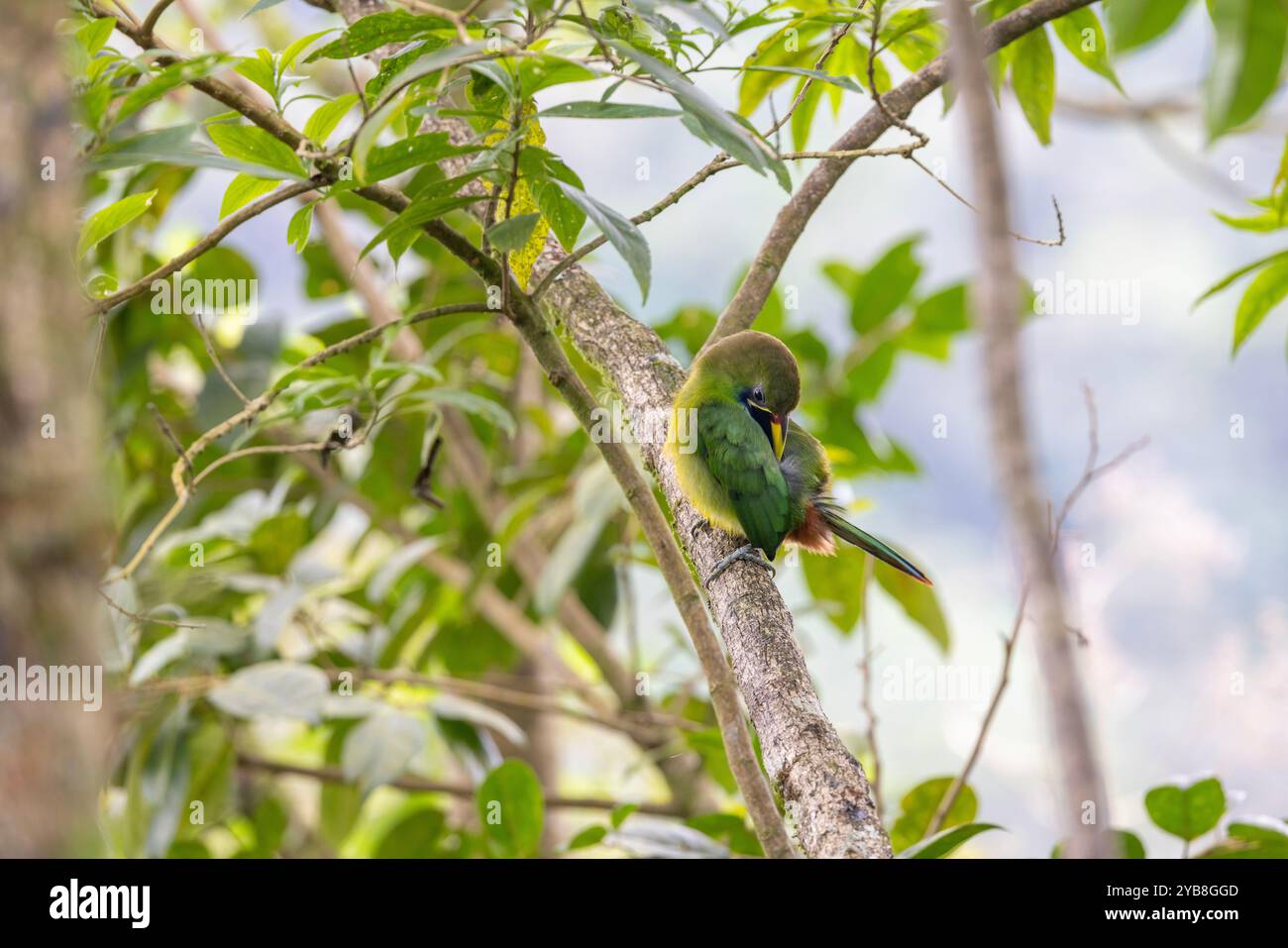 Smeraldo settentrionale Toucanet (Aulacorhynchus prasinus) preening. Buena Vista, provincia di Alajuela, negli altopiani della Costa Rica. Foto Stock