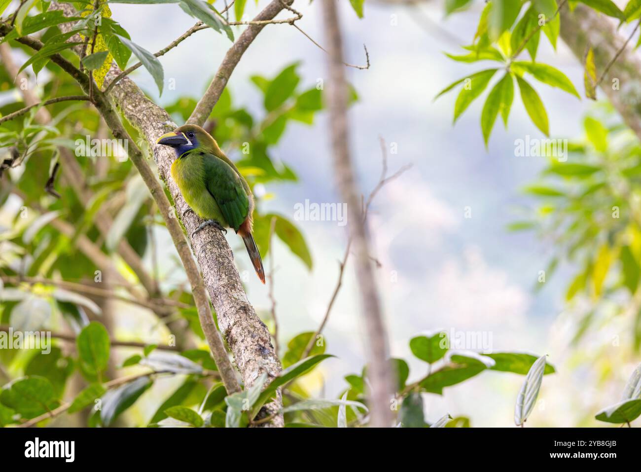 Smeraldo settentrionale Toucanet (Aulacorhynchus prasinus). Buena Vista, provincia di Alajuela, negli altopiani della Costa Rica. Foto Stock