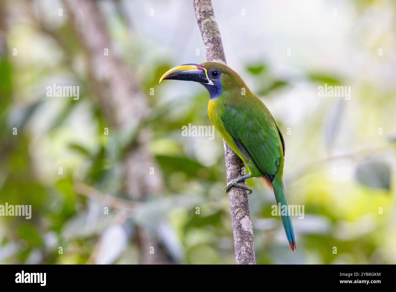 Smeraldo settentrionale Toucanet (Aulacorhynchus prasinus). Buena Vista, provincia di Alajuela, negli altopiani della Costa Rica. Foto Stock