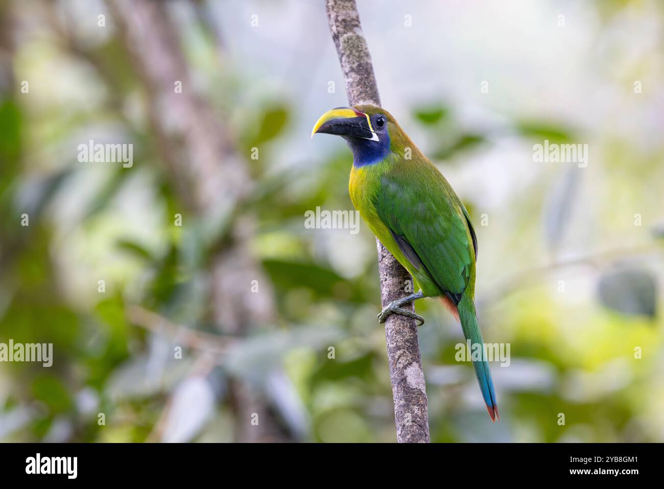 Smeraldo settentrionale Toucanet (Aulacorhynchus prasinus). Buena Vista, provincia di Alajuela, negli altopiani della Costa Rica. Foto Stock