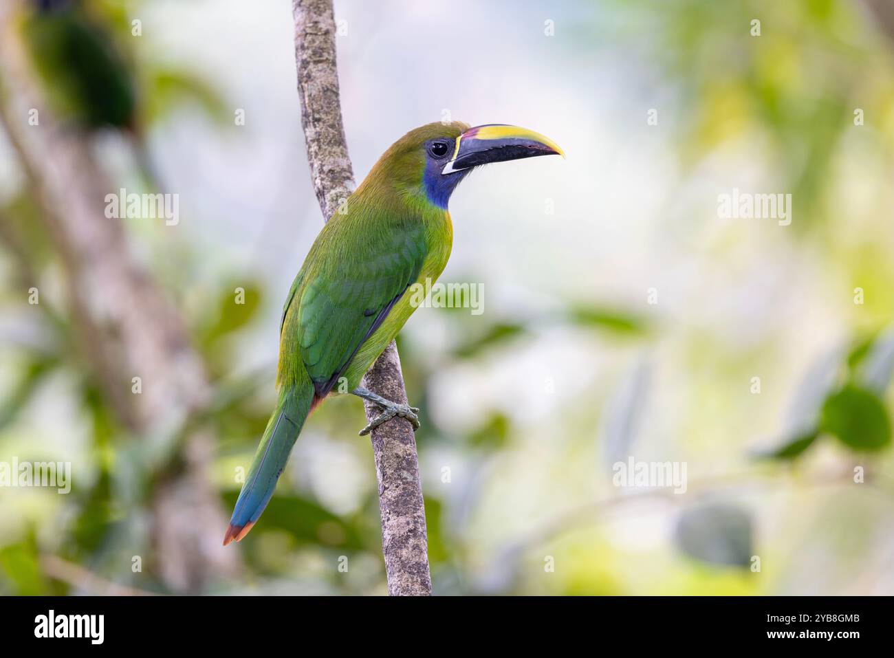 Smeraldo settentrionale Toucanet (Aulacorhynchus prasinus). Buena Vista, provincia di Alajuela, negli altopiani della Costa Rica. Foto Stock