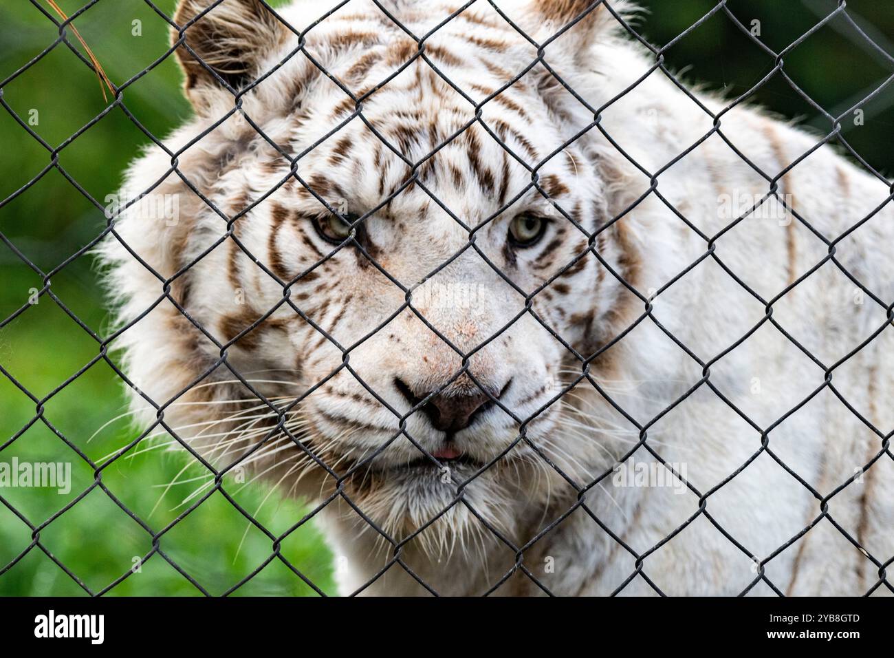 Una tigre bianca protetta dietro una gabbia nel suo recinto al Jukani Big Cat Sanctuary nella baia di Plettenberg, in Sudafrica Foto Stock