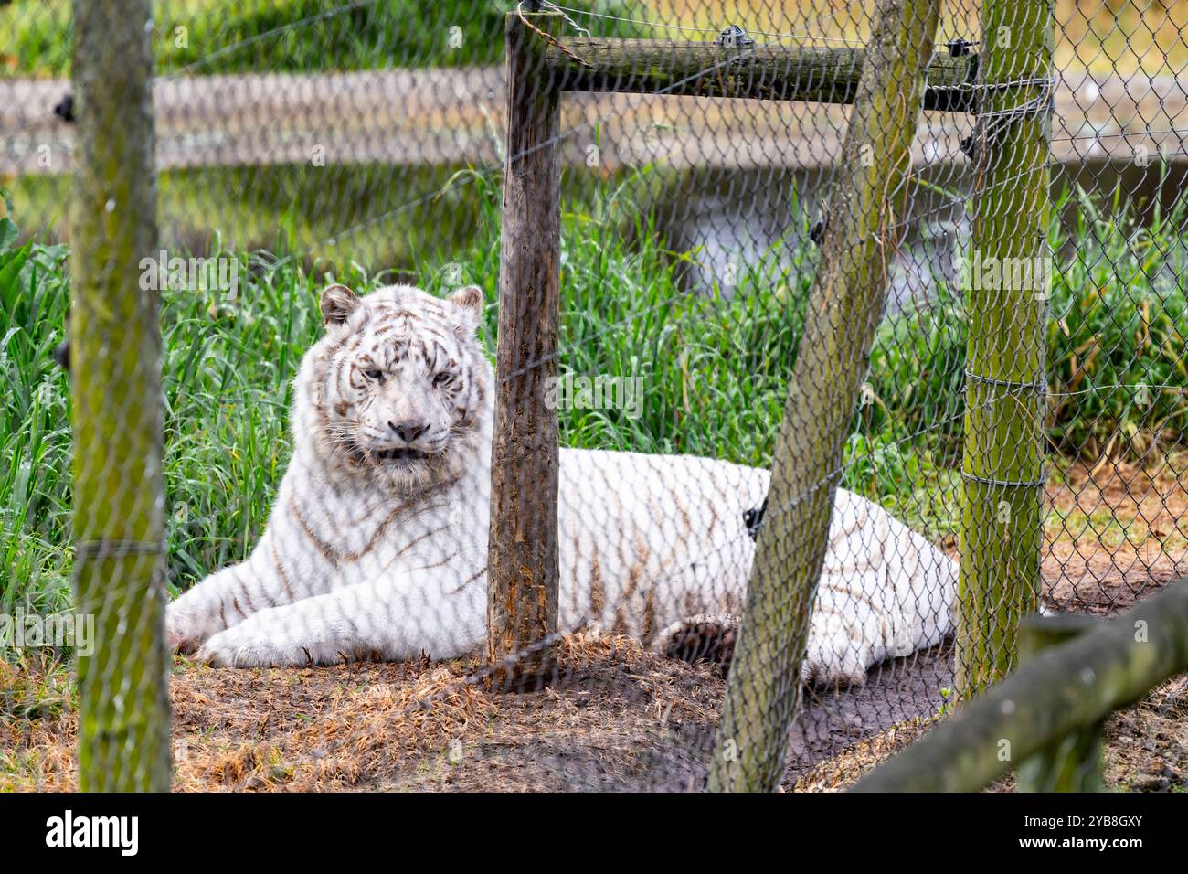 Una tigre bianca protetta sdraiata nel suo recinto presso il Jukani Big Cat Sanctuary nella baia di Plettenberg, in Sudafrica Foto Stock