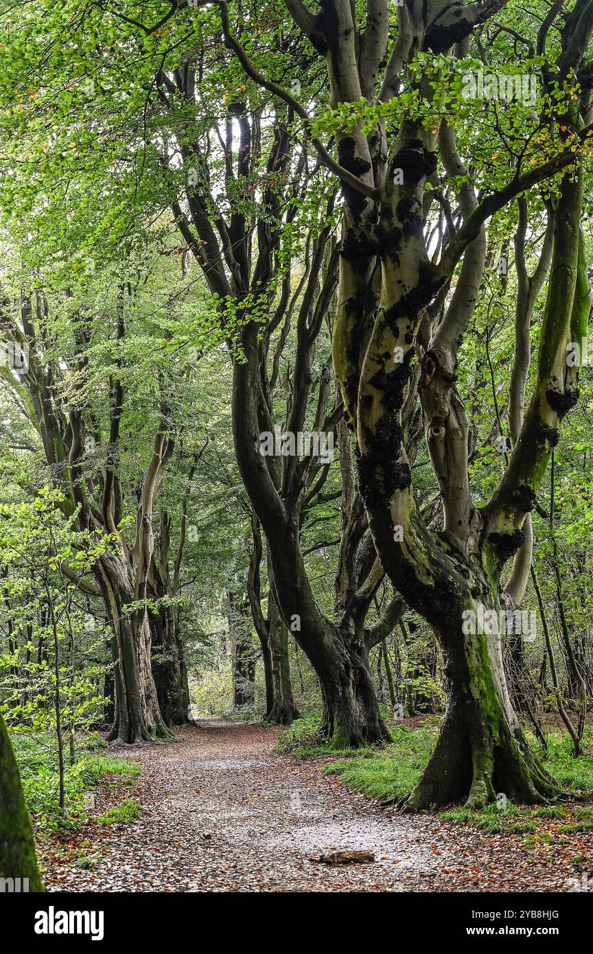 Bellissimi alberi secolari nel grande bosco , Stanmer Park Brighton in Autunno Regno Unito . Il grande bosco fu piantato nel XVIII e XIX secolo Foto Stock
