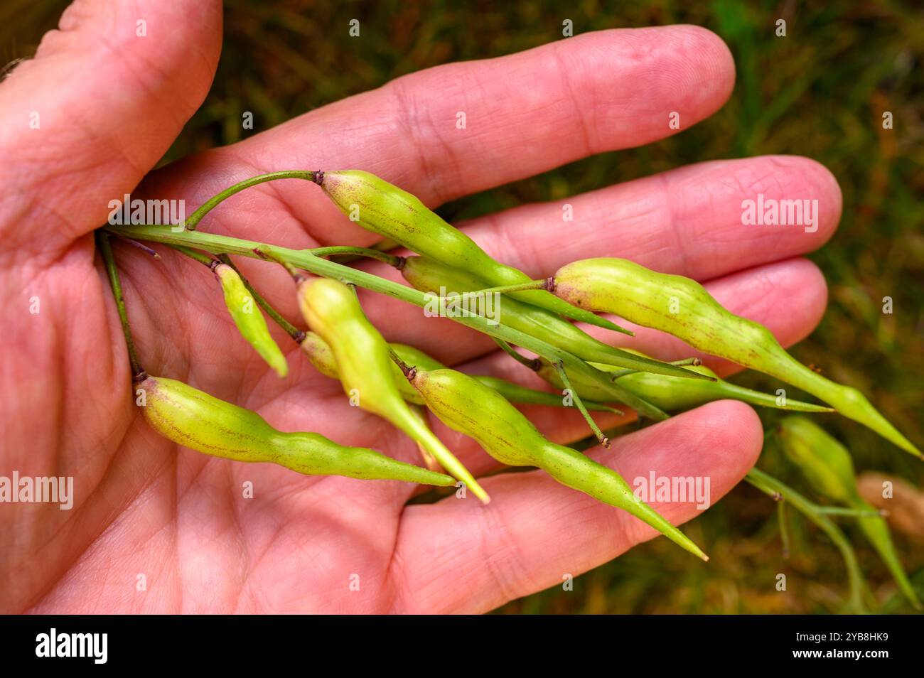 Un gruppo di cialde di semi di ravanello (Raphanus sativus) nel palmo di una mano a fine estate. Foto Stock