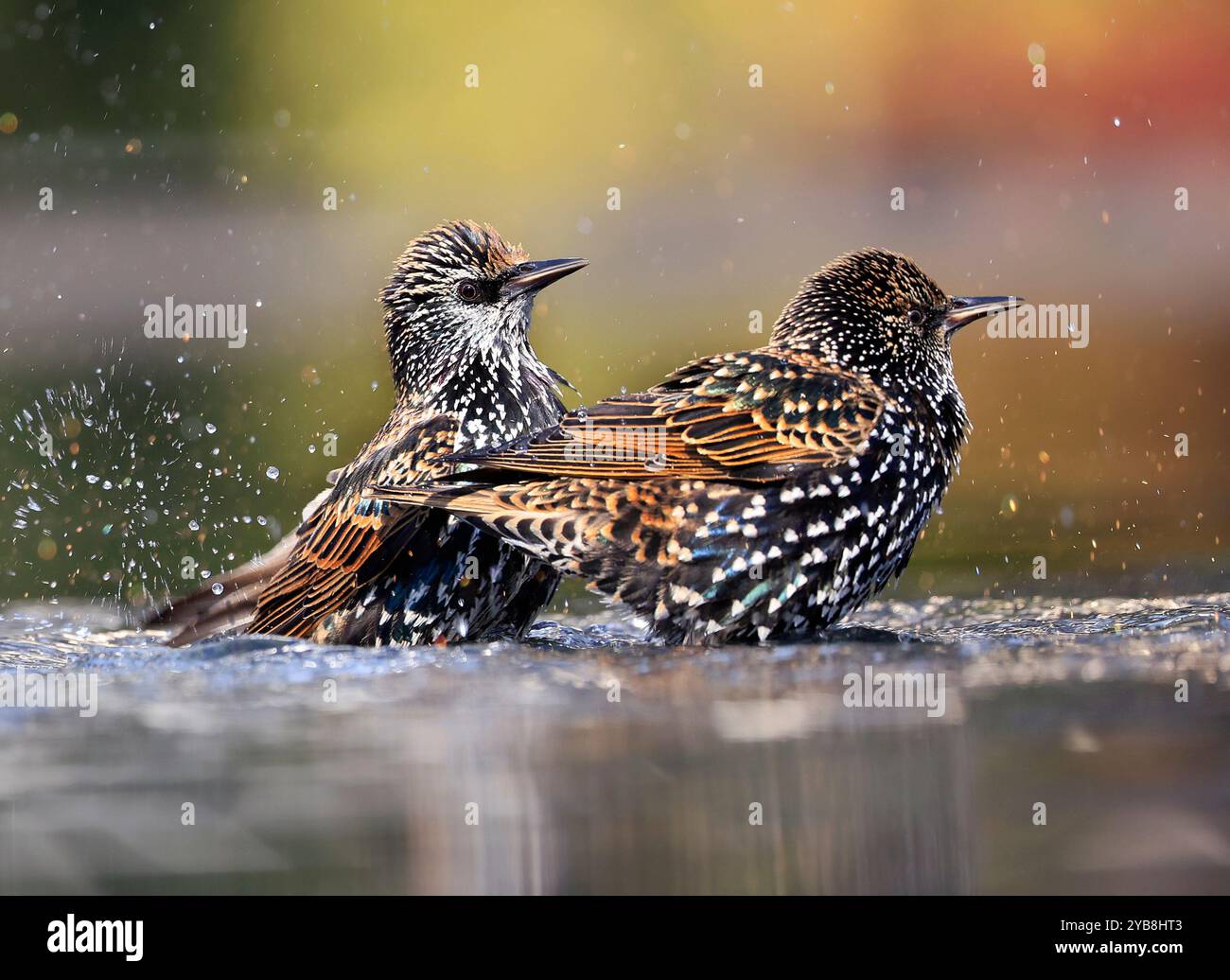 European Starling che spruzza in acqua, Washington DC, USA Foto Stock