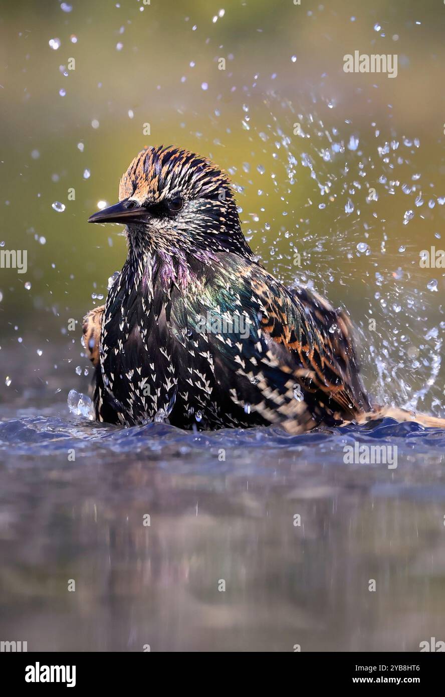 European Starling che spruzza in acqua, Washington DC, USA Foto Stock