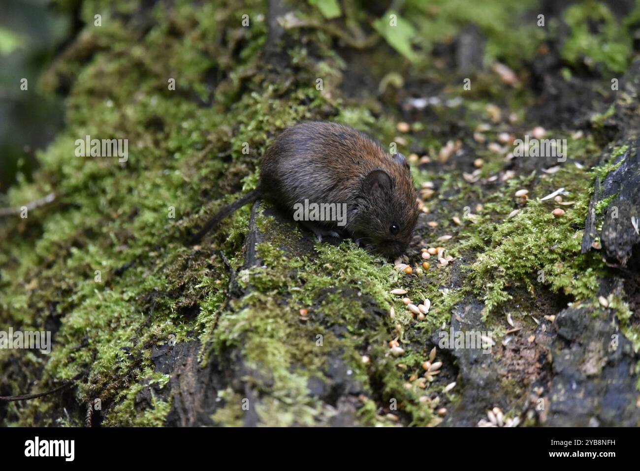 Bank Vole (Myodes glareolus) con Head Down Feeding in Right-Profile, in cima a una Mossy Bank, acquisita nel Regno Unito a settembre Foto Stock