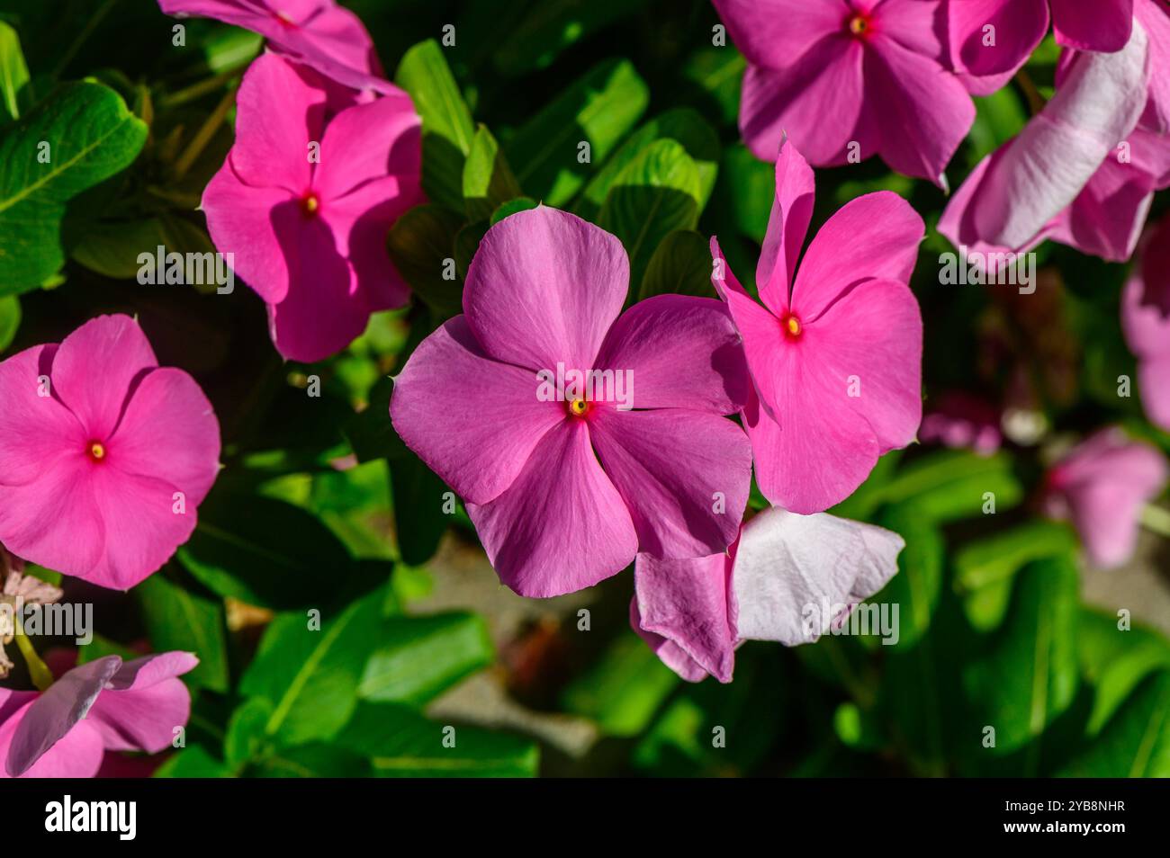 Un gruppo di fiori rosa brillante aggiunge un tocco di colore ad un giardino verdeggiante, bagnato dalla luce del sole in un delizioso pomeriggio estivo, invitante ammirazione e. Foto Stock