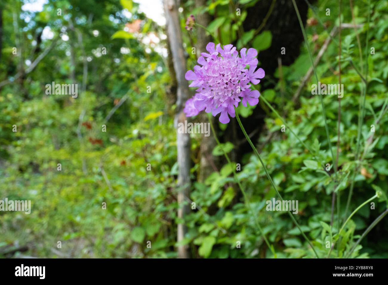 Natura del Caucaso Foto Stock