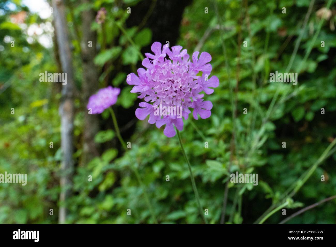 Natura del Caucaso Foto Stock