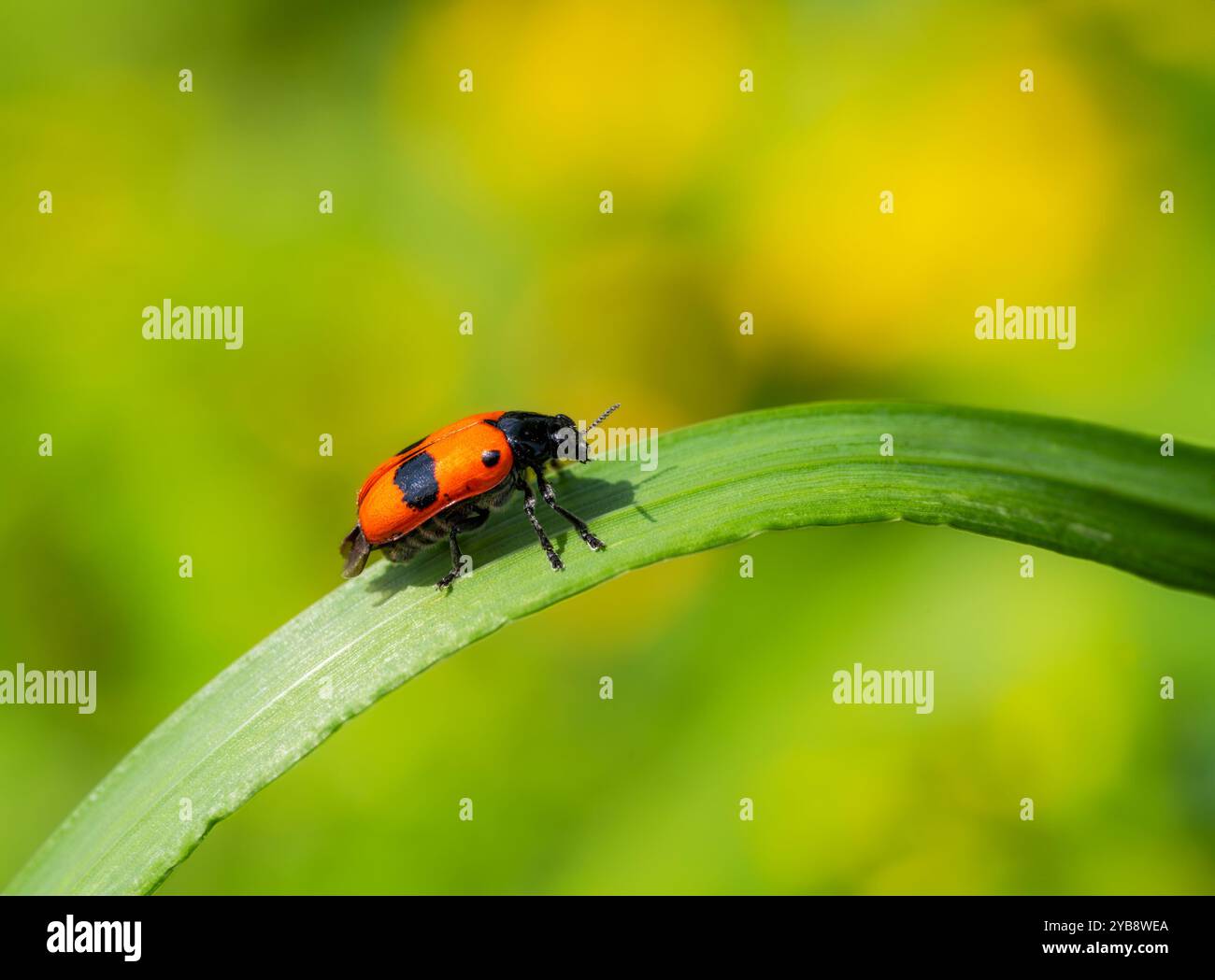 Macro di una coccinella che striscio su una foglia verde Foto Stock