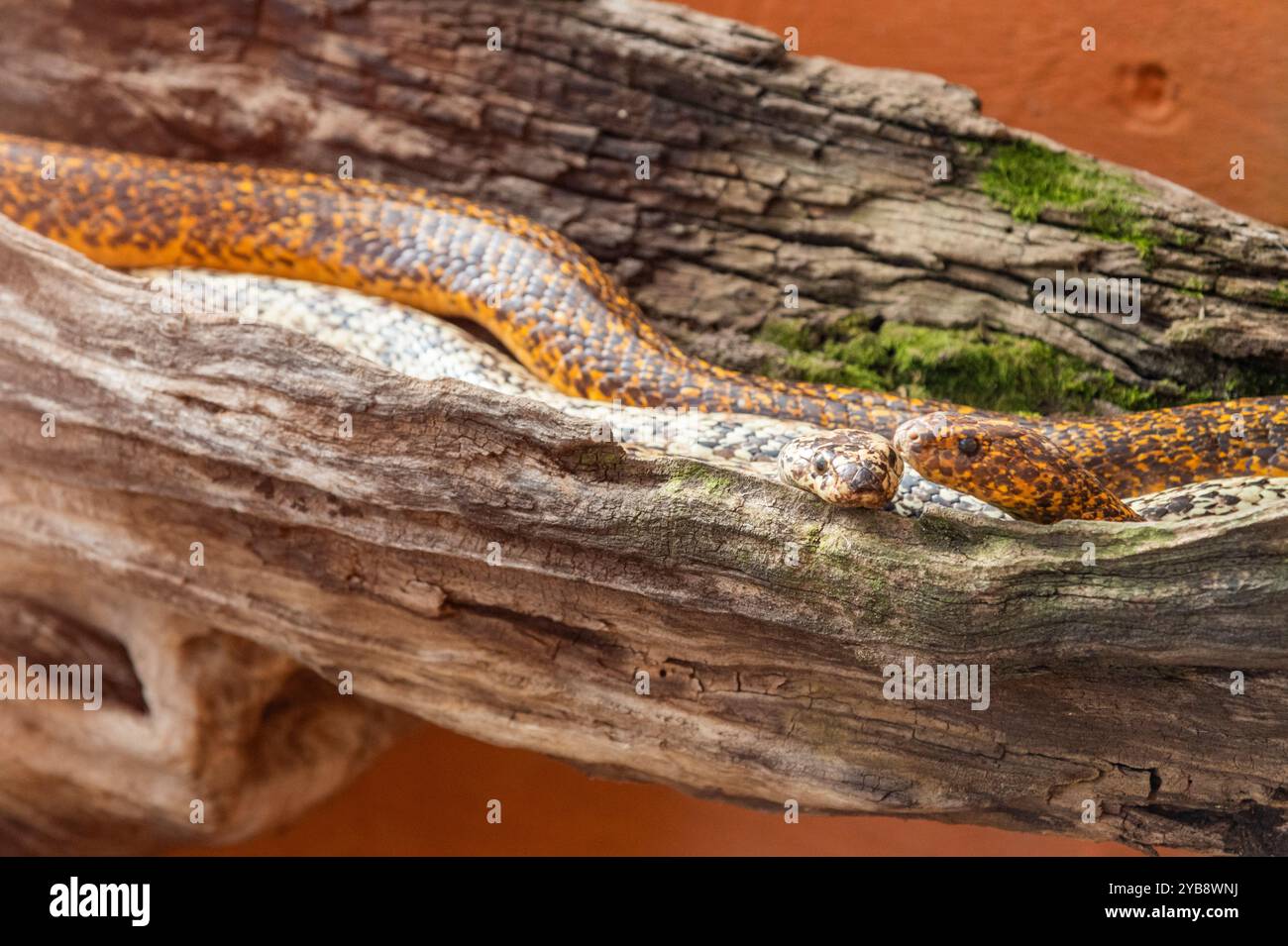 Due piccoli serpenti in un recinto al Lawnwood Snake Sanctuary nella baia di Plettenberg, in Sudafrica Foto Stock