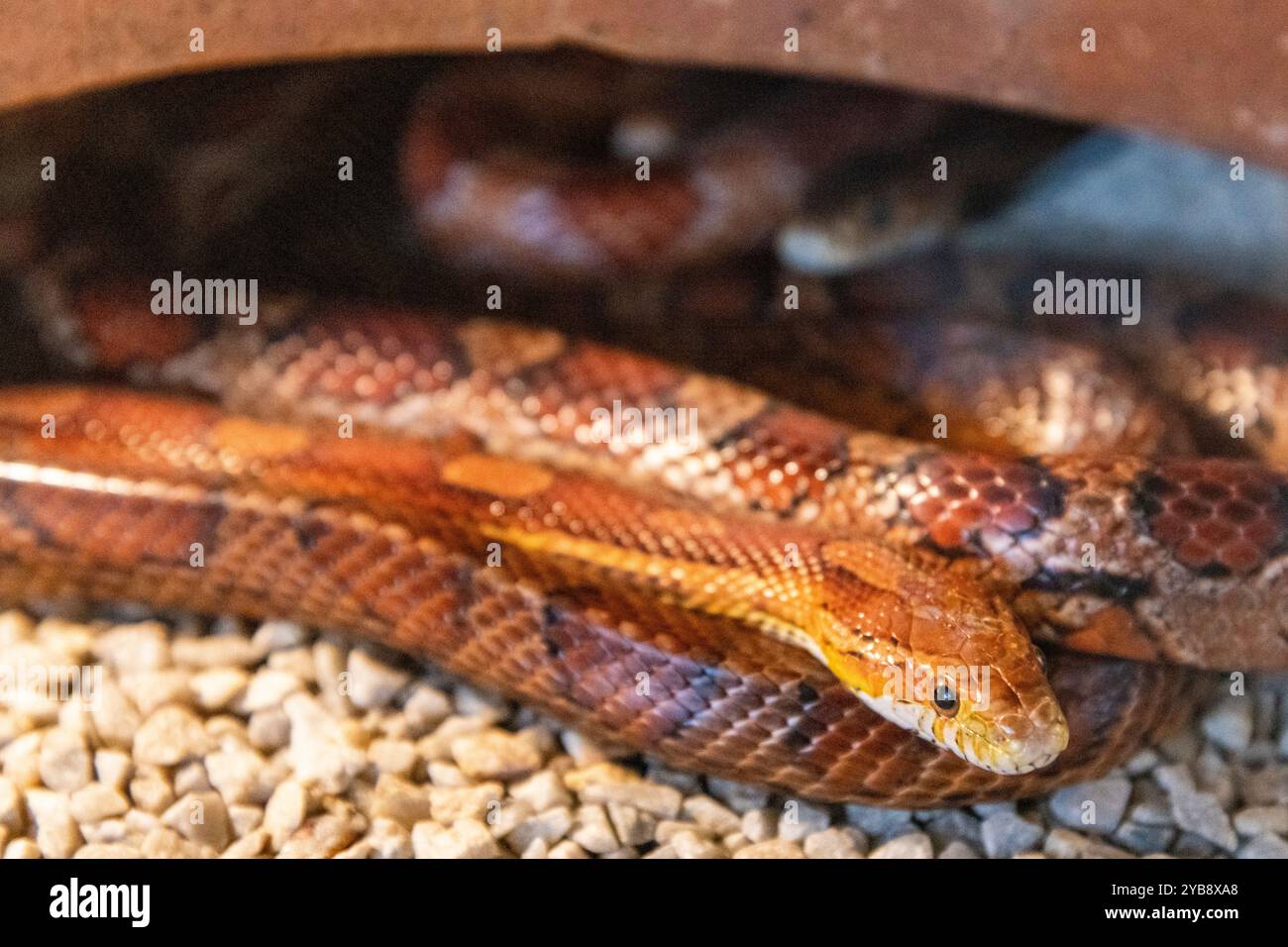 Un serpente arancione e marrone avvolto nel suo corpo nel recinto del Lawnwood Snake Sanctuary nella baia di Plettenberg, in Sudafrica Foto Stock