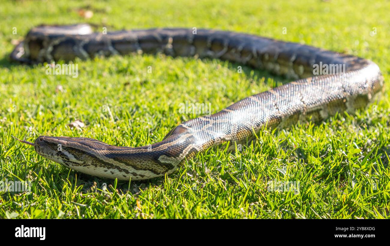 Un pitone che si muove / scivola lungo un terreno erboso al Lawnwood Snake Sanctuary nella baia di Plettenberg, in Sudafrica Foto Stock
