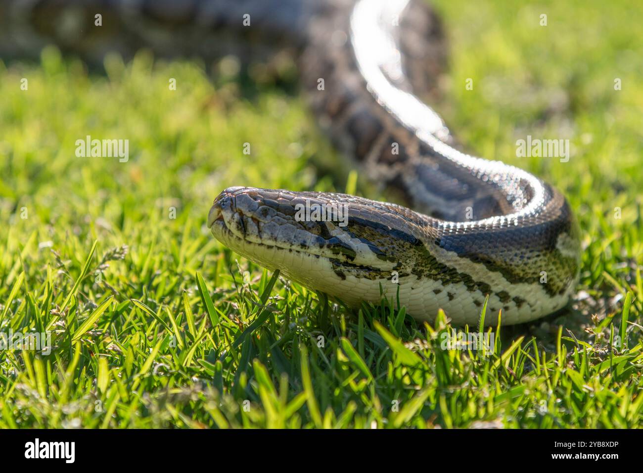 Un pitone che si muove / scivola lungo un terreno erboso al Lawnwood Snake Sanctuary nella baia di Plettenberg, in Sudafrica Foto Stock