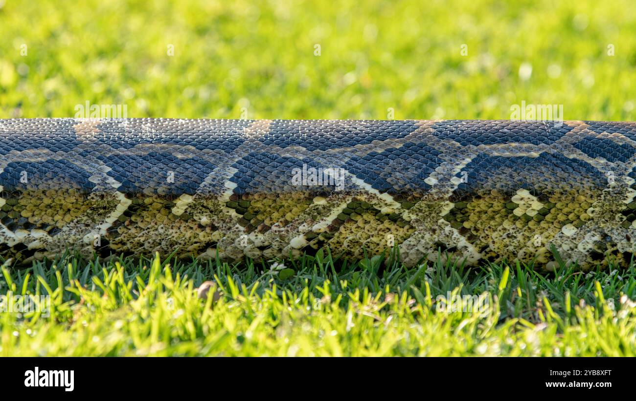 Un pitone che si muove / scivola lungo un terreno erboso al Lawnwood Snake Sanctuary nella baia di Plettenberg, in Sudafrica Foto Stock