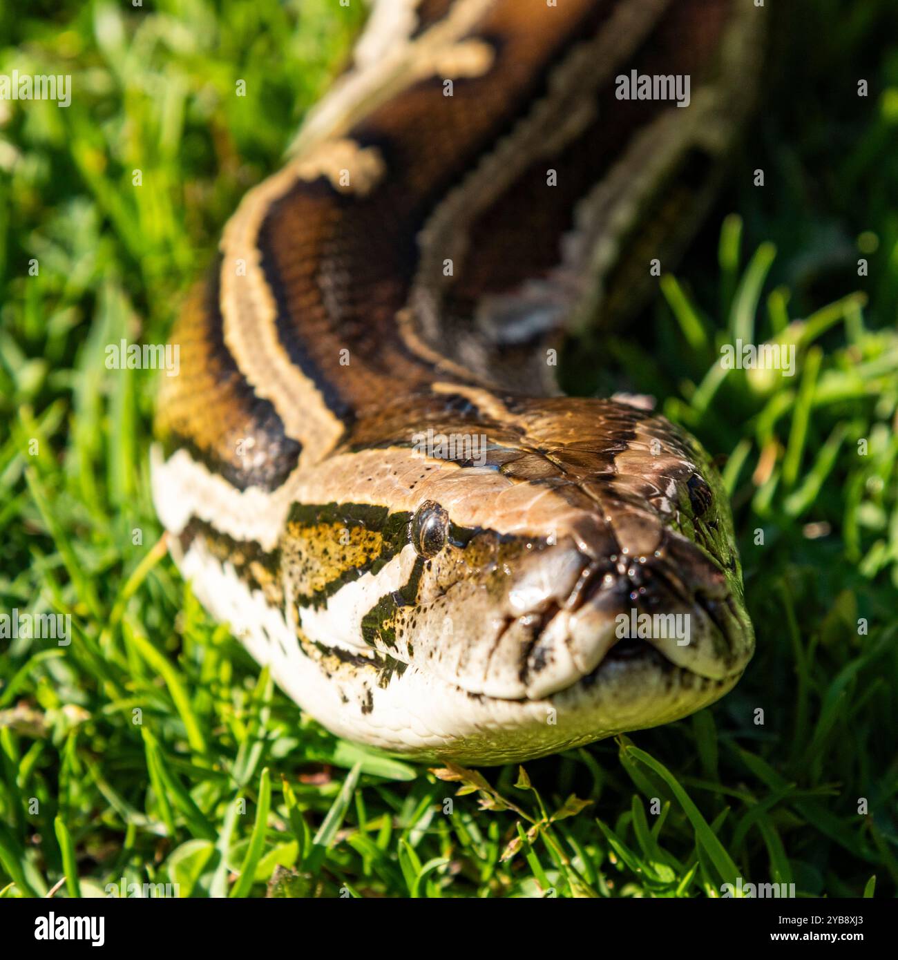 Un pitone che si muove / scivola lungo un terreno erboso al Lawnwood Snake Sanctuary nella baia di Plettenberg, in Sudafrica Foto Stock