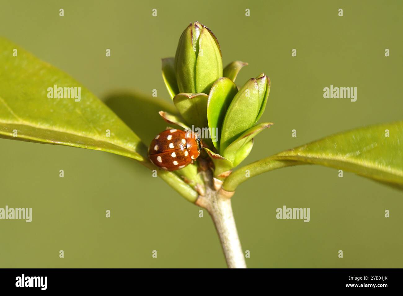 Coccinello (calma quatuordecimguttata) sul germe di un privet (Ligustrum). Famiglia Coccinellidae. Primavera, marzo. Giardino olandese. Foto Stock