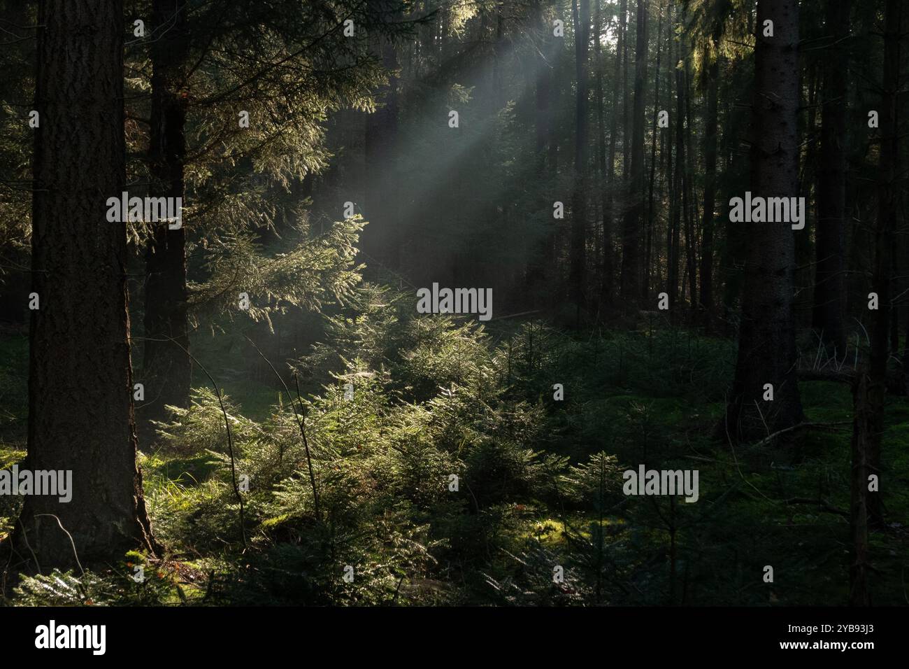 I raggi del sole all'alba in una foresta di pini nebbiosi illuminano rami e macchie sul muschio che ricopre il suolo Foto Stock