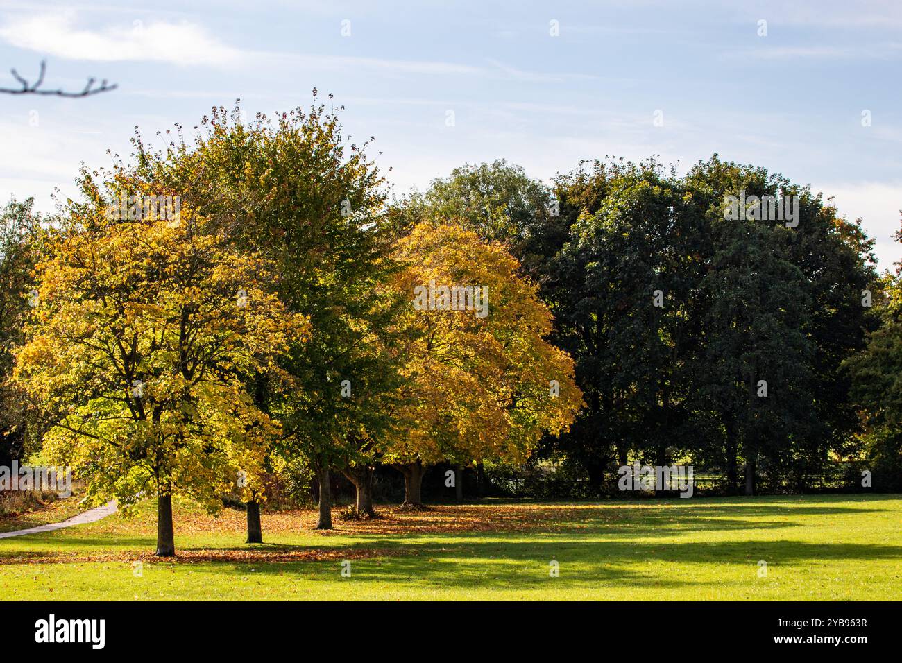Un parco tranquillo caratterizzato da alberi dai colori autunnali, con vibranti foglie gialle e verdi. L'erba è lussureggiante e verde, e il cielo è parzialmente nuvoloso, Foto Stock
