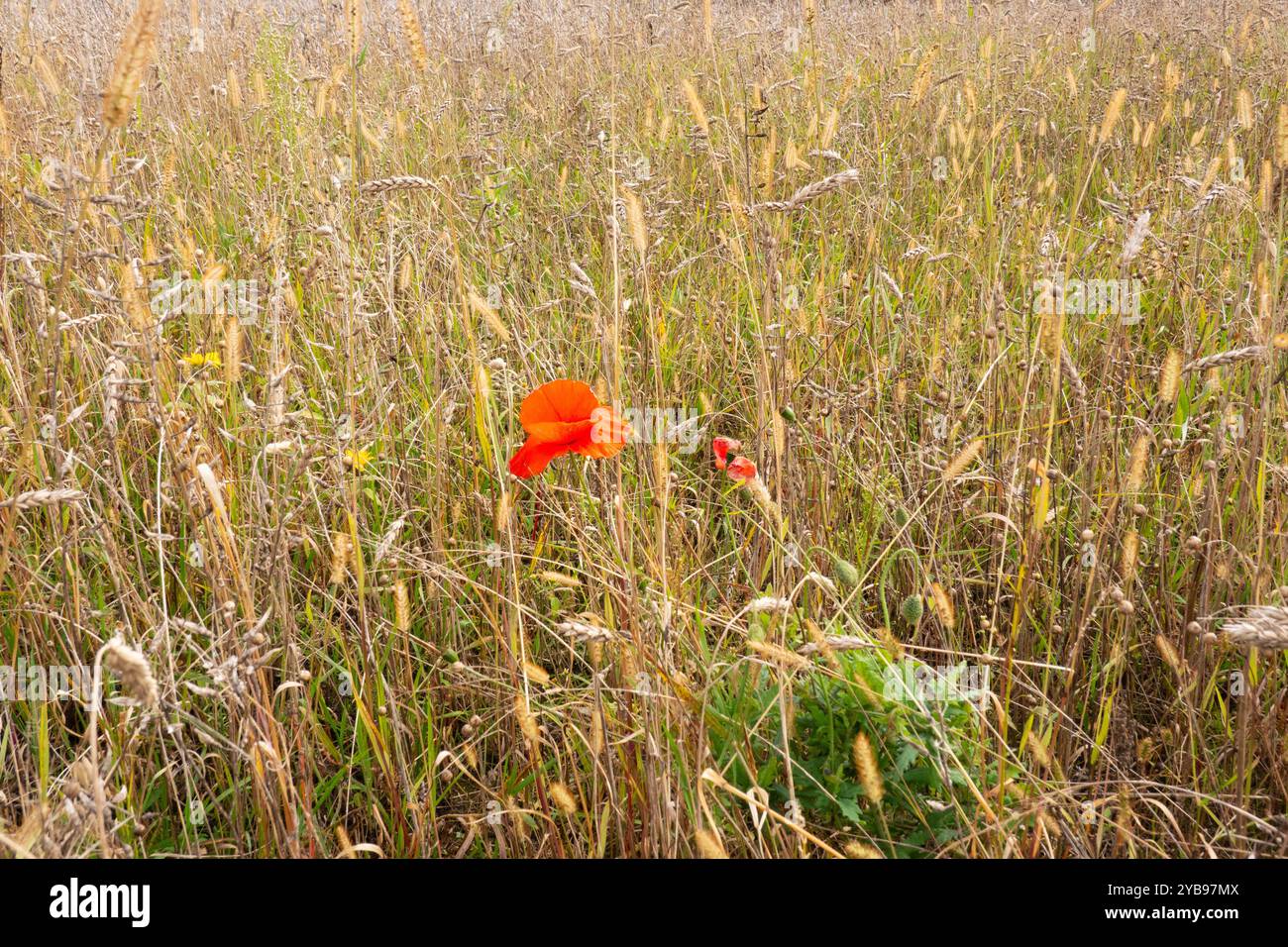 Ultimo fiore in autunno: Un papavero tra erbe, erbe e cereali consumati Foto Stock