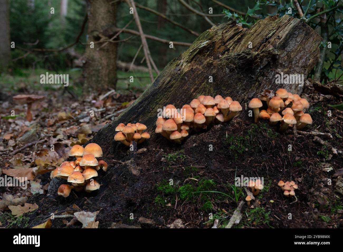 Gruppo di funghi di ciuffo di zolfo che crescono alberi in putrefazione Foto Stock