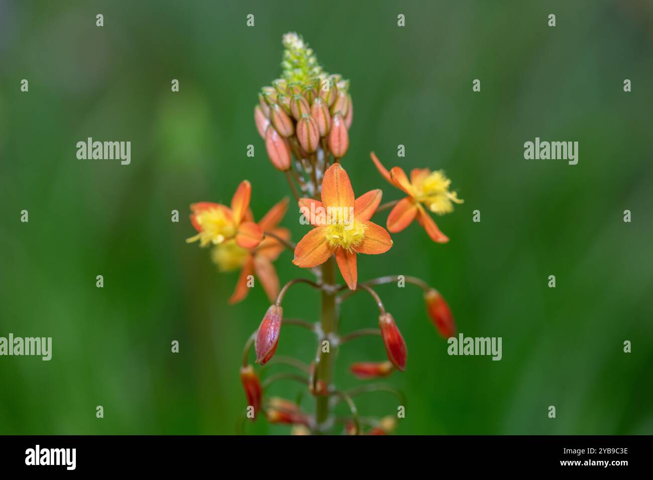 Primo piano di fiori di bulbo (bulbine frutescens) in fiore Foto Stock