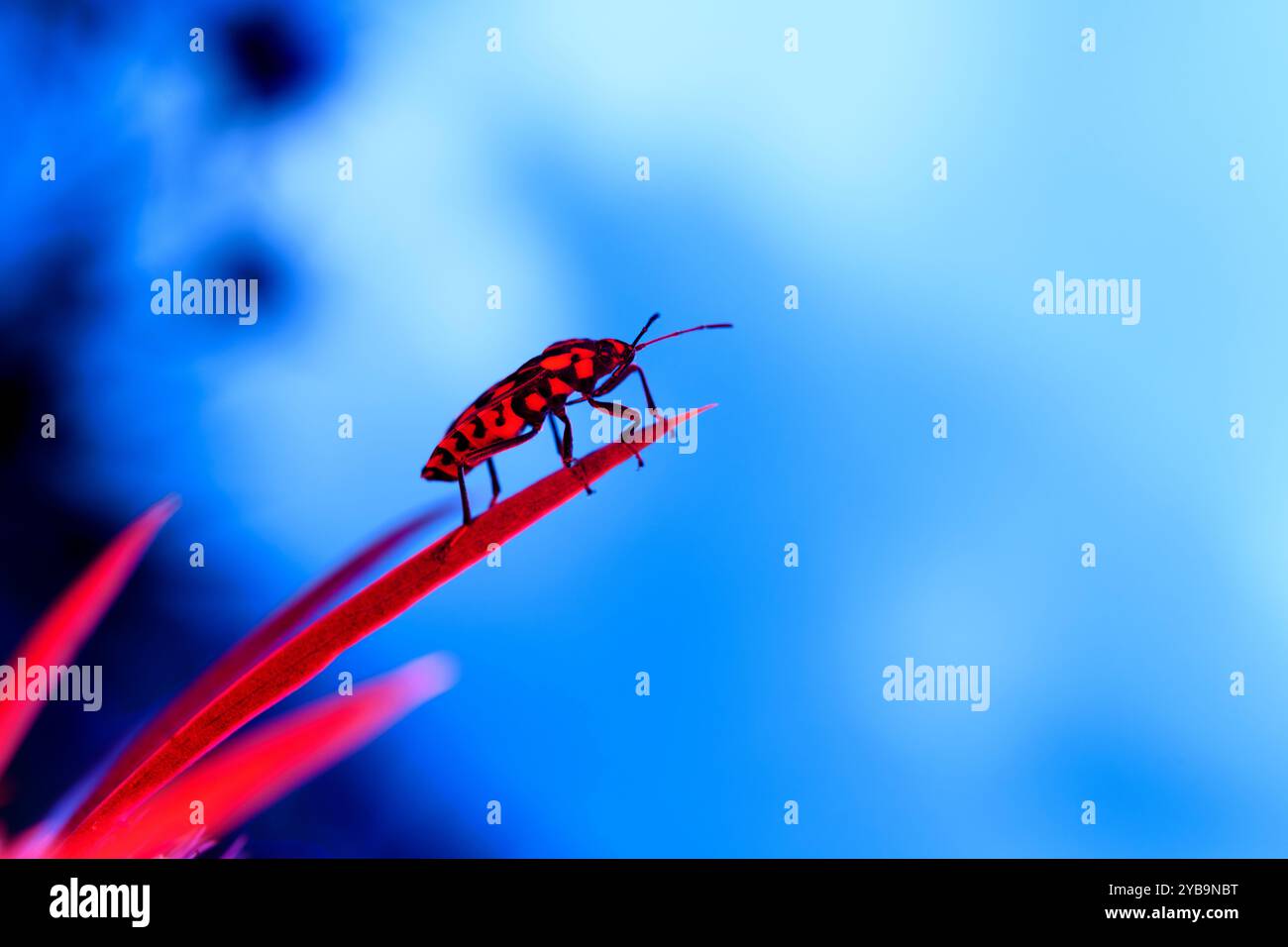 Insetto rosso su una pianta rossa Foto Stock
