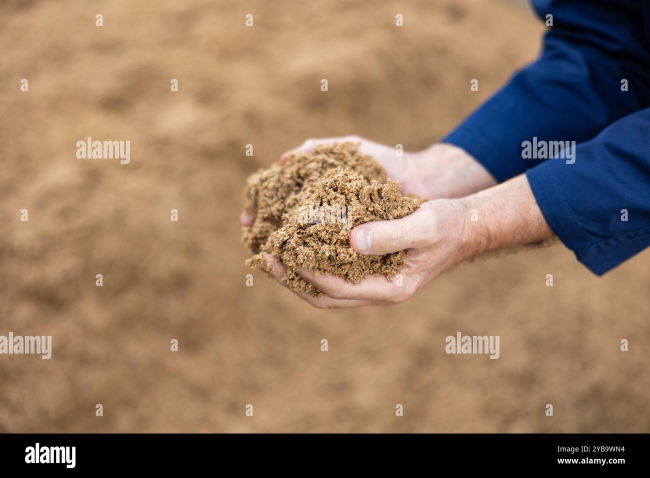 Mani di agricoltori che detengono il grano esaurito del birraio Foto Stock