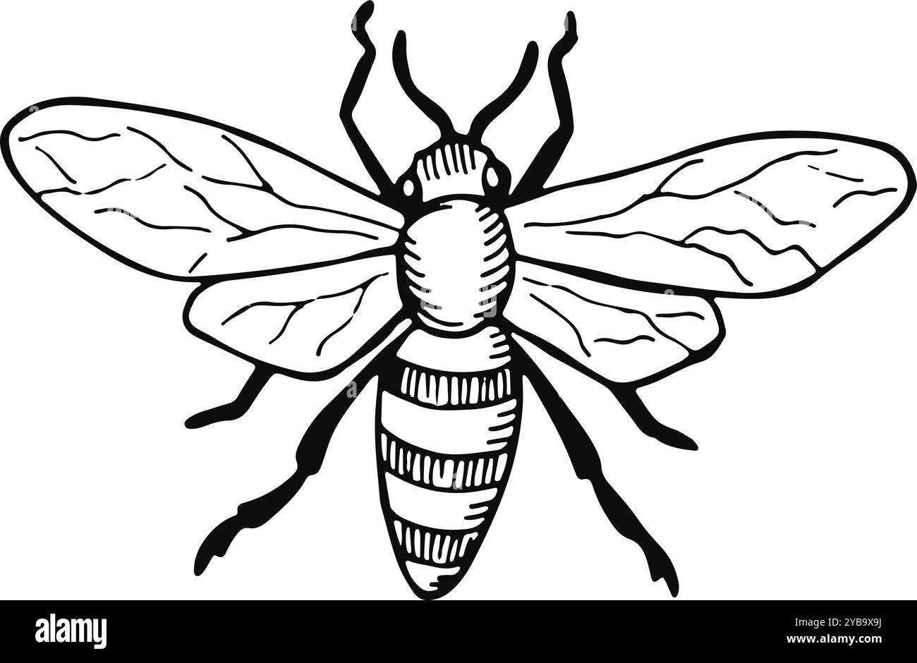 Schizzo di volo dell'ape. Disegno di animali della natura estiva Illustrazione Vettoriale