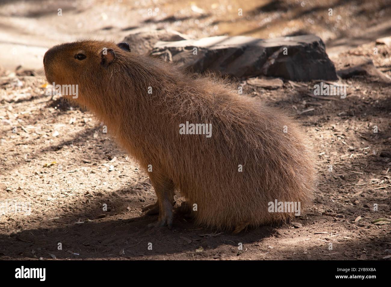 Il Capybara è un roditore gigante originario del Sud America. È il più grande roditore vivente Foto Stock