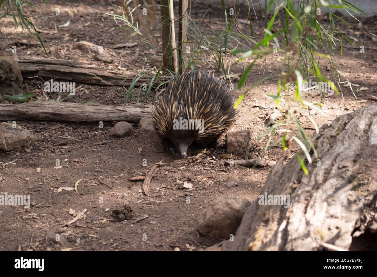 L'echidna dal naso corto ha piedi e spine dalla forte artigliatura sulla parte superiore di un corpo brunastro. Foto Stock