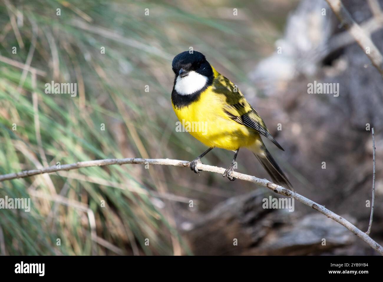 I maschi Golden whistler hanno una caratteristica testa nera, che si estende fino alla cima della nuca e sotto la gola in una fascia spessa. Foto Stock
