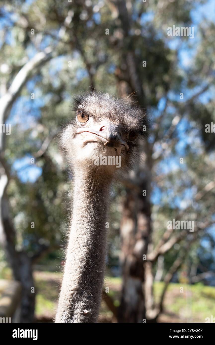 Lo struzzo è l'uccello vivente più grande e pesante del mondo che non possono volare. Foto Stock