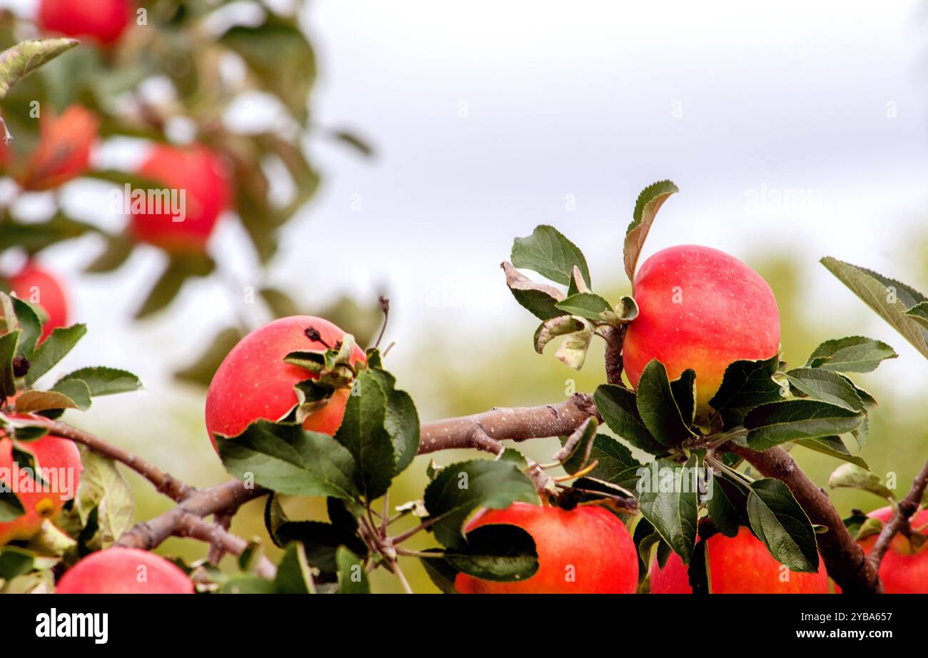 Le bellissime mele rosse crescono su un albero con spazio di copia per il testo Foto Stock