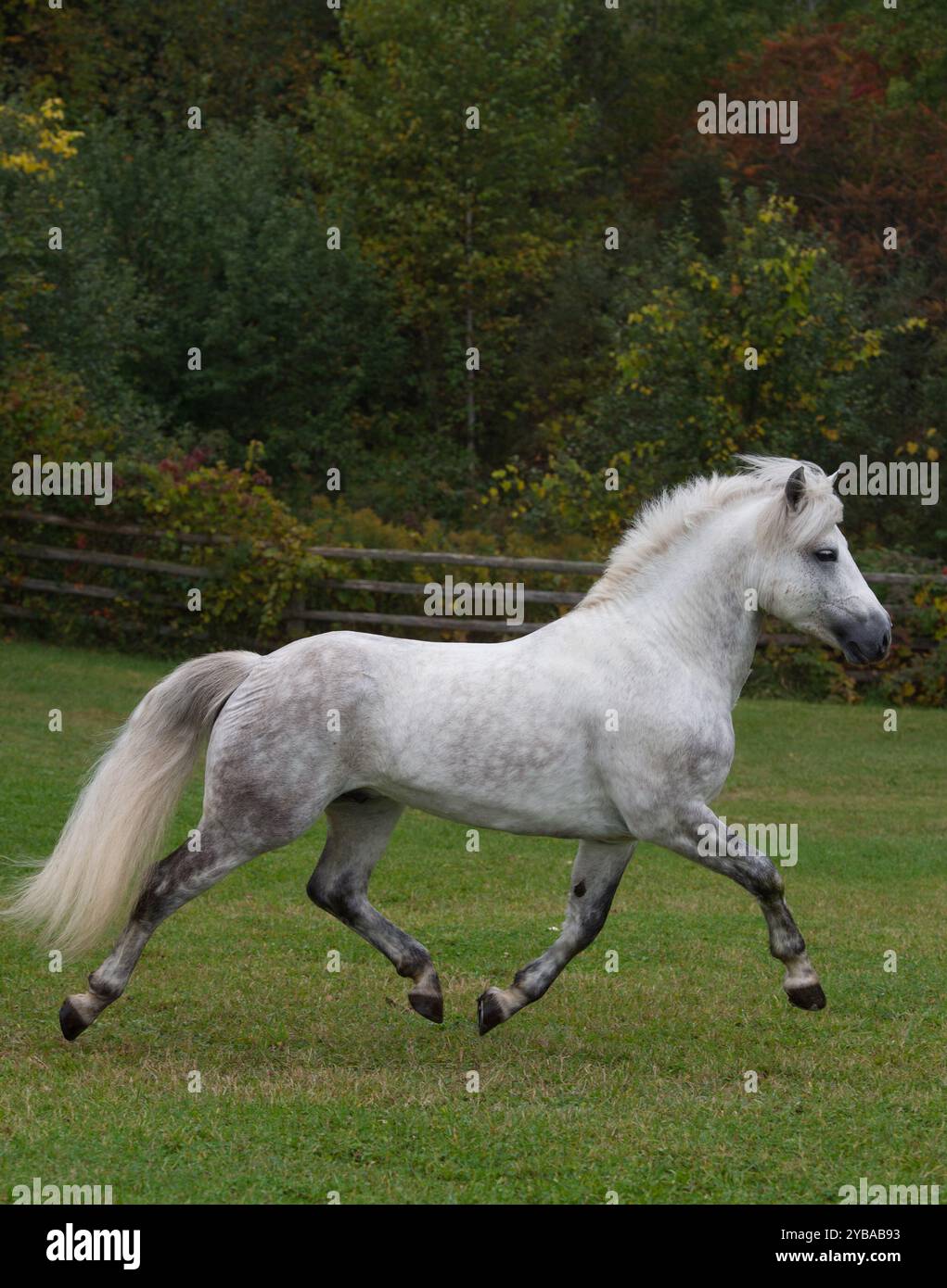 stallone connemara di razza pura grigio che corre libero nel campo di erba verde con alberi immagine equina verticale vista laterale del cavallo in primavera estiva Foto Stock