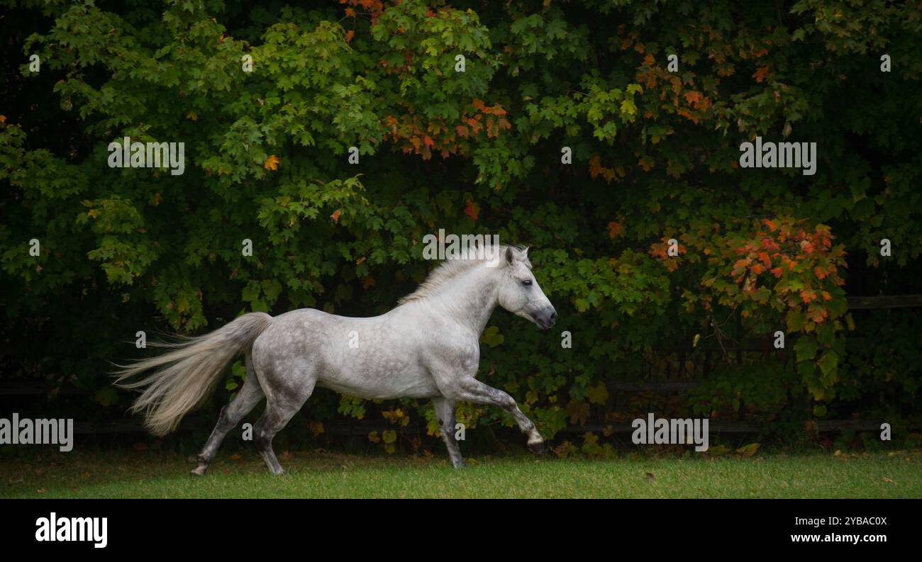 stallone connemara di razza pura grigio che corre libero nel campo di erba verde con alberi immagine equina verticale vista laterale del cavallo in autunno estivo Foto Stock