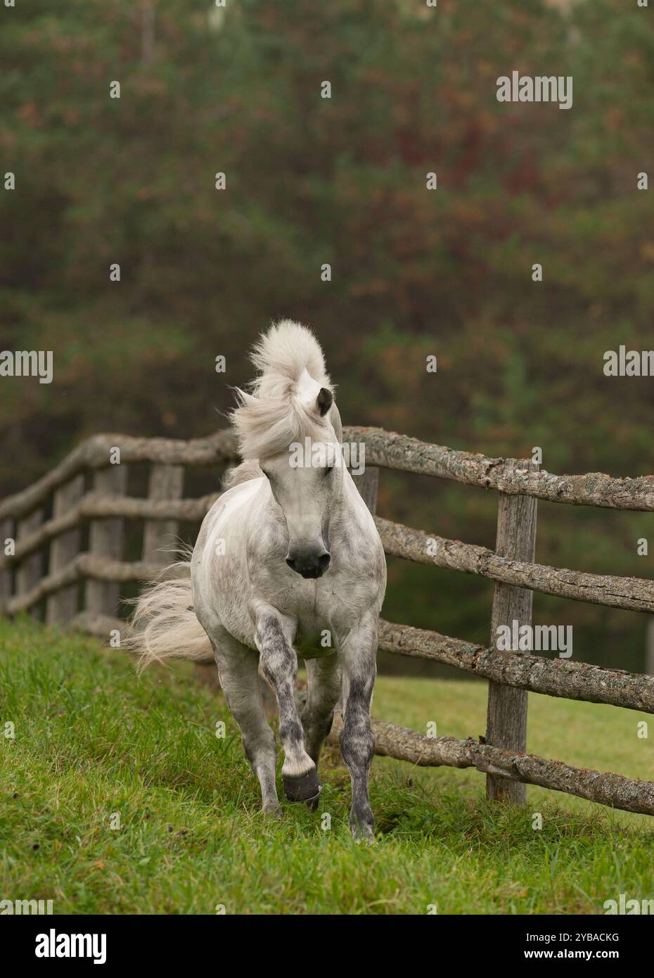 stallone connemara di razza pura grigio che corre libero in un campo di erba verde con alberi a caduta verticale equina cavallo che corre verso la telecamera Foto Stock