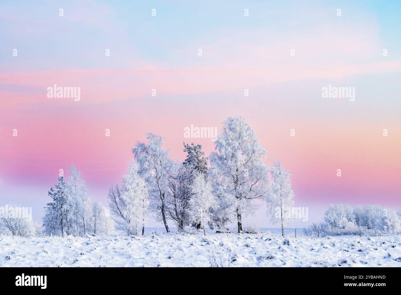 Boschetto di alberi con il gelo su una brughiera al crepuscolo con il cielo rosa in una fredda e nevosa serata invernale Foto Stock