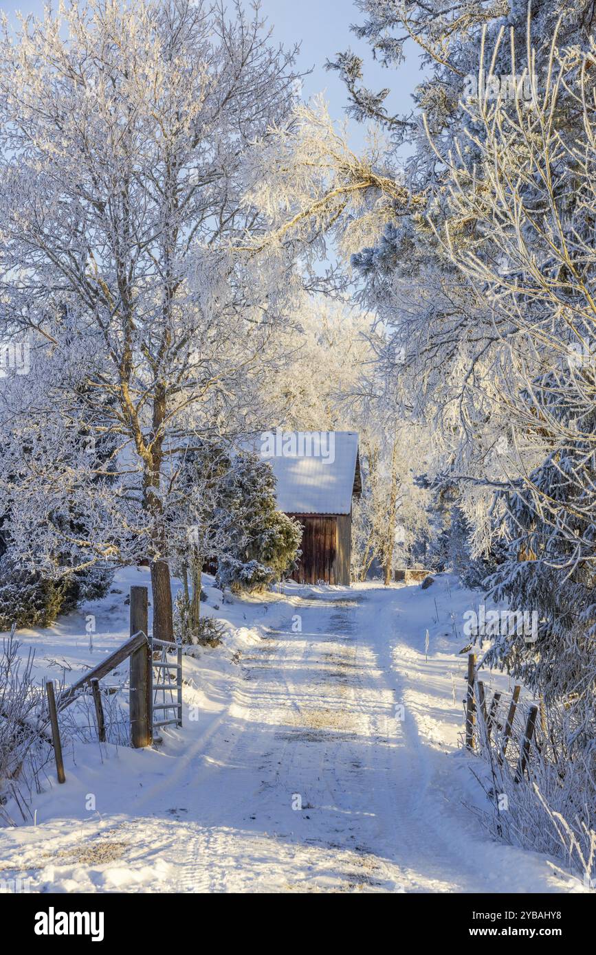 Strada sterrata innevata con un cancello per un fienile di legno in una foresta in un bellissimo paesaggio invernale freddo, Svezia, Europa Foto Stock